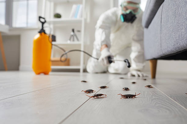 Post-Treatment Bed Bug Interceptor Monitoring in Prairie Village
